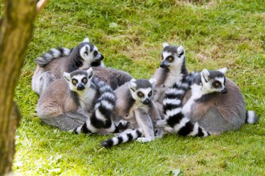 Halka kuyruklu lemur (Lemur catta)