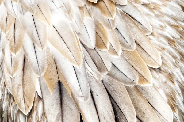 Пёрышки птиц — стоковое фото