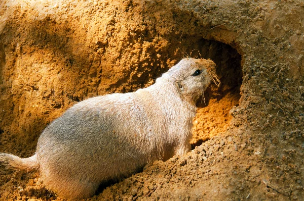 Black-tailed prairie dog — Stock Photo, Image