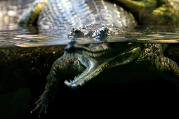 Gavial du gange — Photo