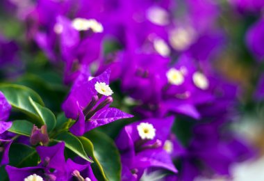 Purple Bougainvillea flowers clipart