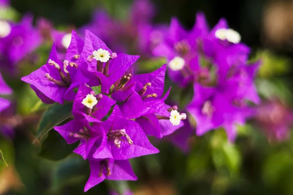 Flores de buganvilla púrpura — Foto de Stock