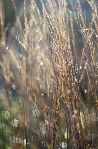 Hierba. Fondo de naturaleza abstracta — Foto de Stock