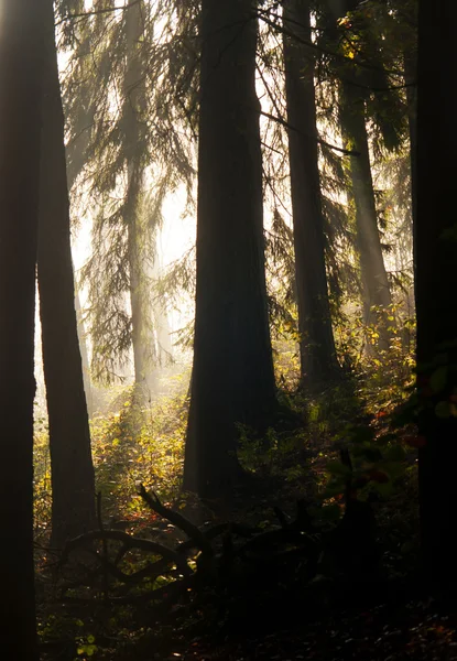 Morgen im Wald — Stockfoto