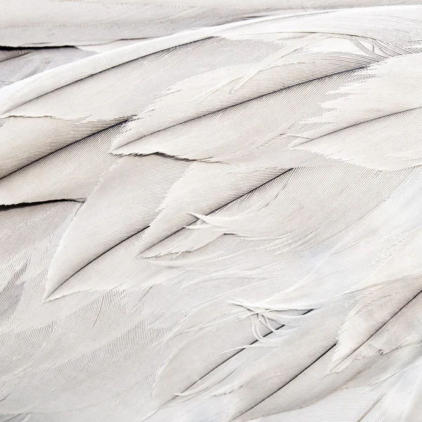 Bird feathers — Stock Photo, Image