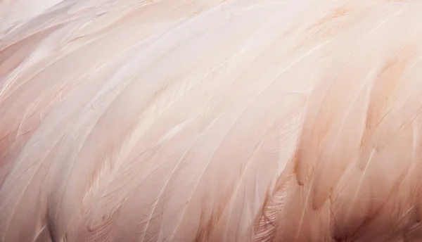 Bird feathers — Stock Photo, Image