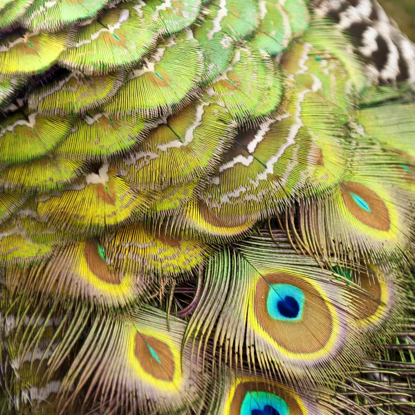 Bird feathers. Peacock — Stock Photo, Image