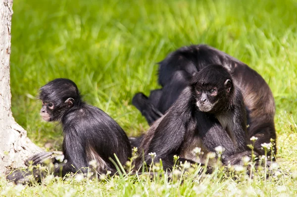 Spider Monkeys — Zdjęcie stockowe