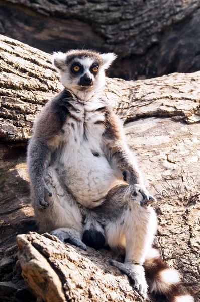 Lemur białogłowy (Lemur catta)) — Zdjęcie stockowe