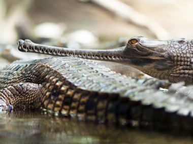 Gharial