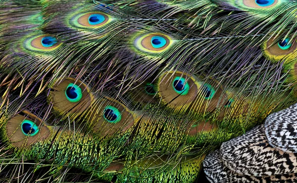 Fågelfjädrar. Peacock — Stockfoto