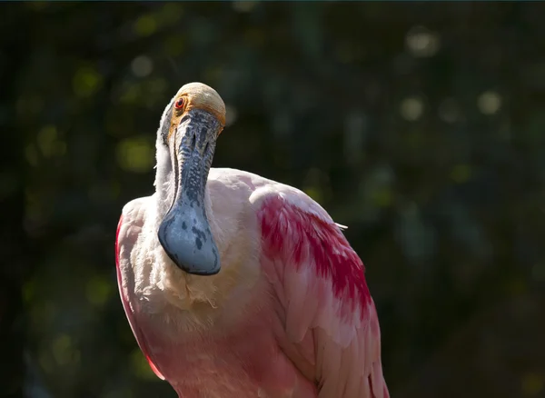 Espátula rosada — Foto de Stock