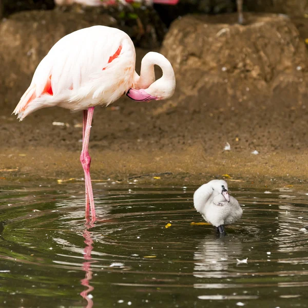 Flamingo adulto e jovem — Fotografia de Stock