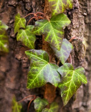 Ivy (ortak Ivy, İngilizce Ivy, Avrupa Ivy)