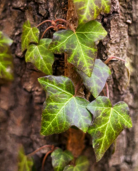 Ivy (ortak Ivy, İngilizce Ivy, Avrupa Ivy) — Stok fotoğraf