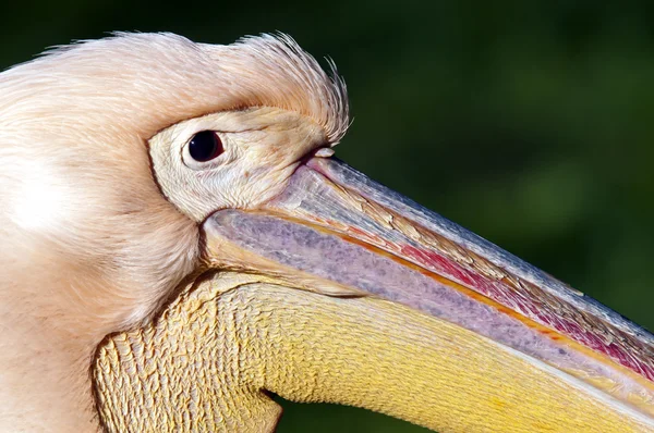 Pelican — Stock Photo, Image