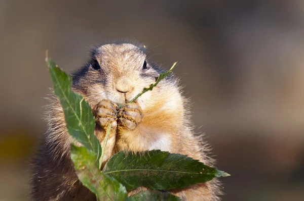 Black-tailed prairie dog — Stock Photo, Image