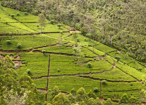Tea plantation. Sri Lanka — Stock Photo, Image