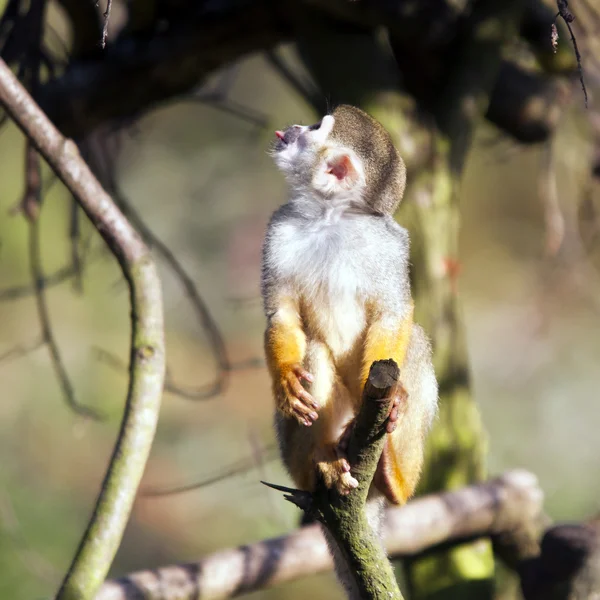 Common squirrel monkey — Stock Photo, Image