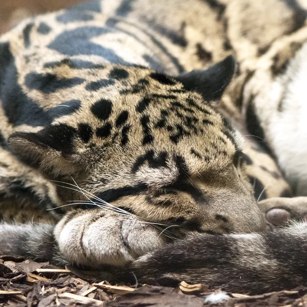 ウンピョウ — ストック写真