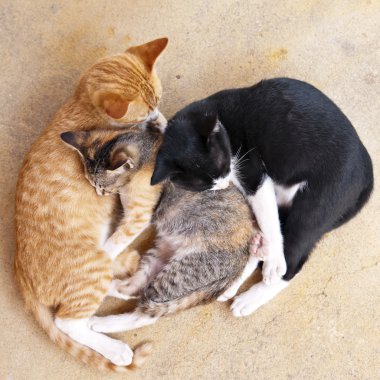Uyuyan kedi yavruları