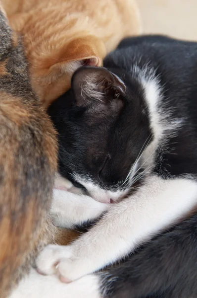 Gatito dormido —  Fotos de Stock