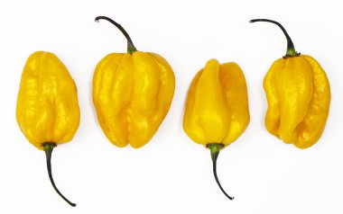 Sarı habanero biber