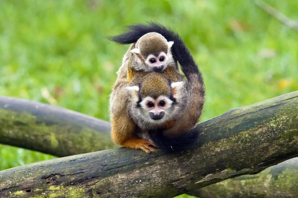 Common squirrel monkey — Stock Photo, Image