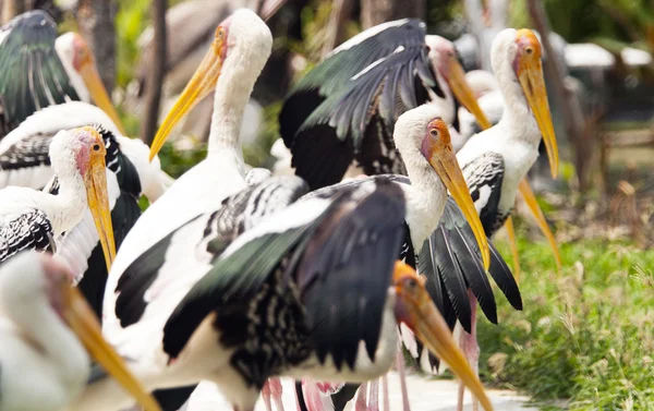 Yellow-billed stork — Stock Photo, Image