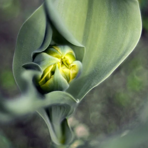 Бутон тюльпана — стоковое фото