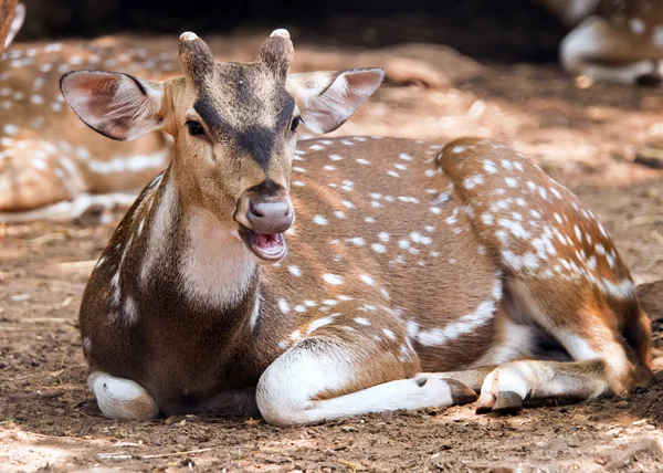 Deer — Stock Photo, Image