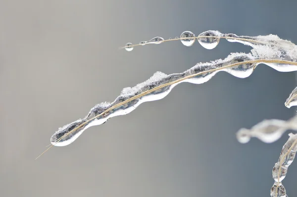 Frozen water drops — Zdjęcie stockowe