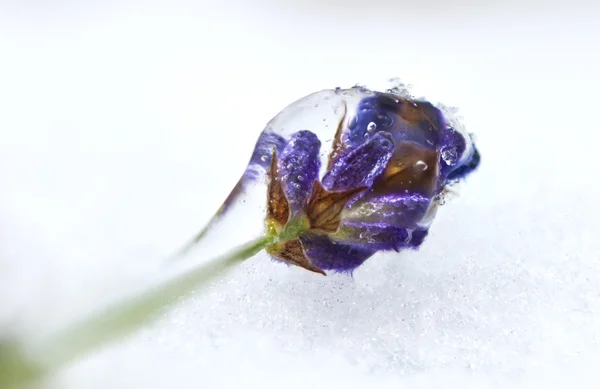 ラベンダーの花を凍結 — ストック写真