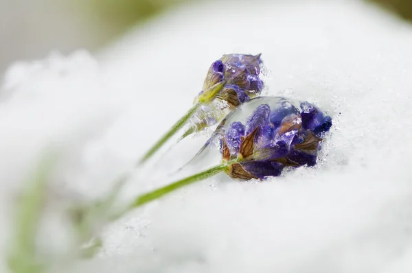 Frozen lavender Stock Image