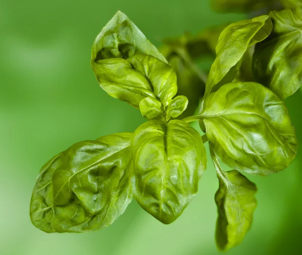 Basil — Stock Photo, Image