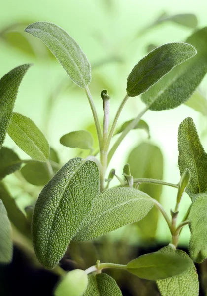 Salvia (salvia) — Stockfoto
