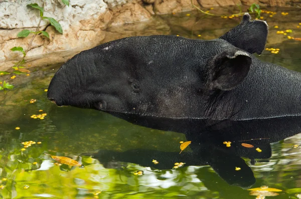 Tapir — Photo