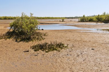 Mangrovlar ve düşük gelgit. Madagaskar