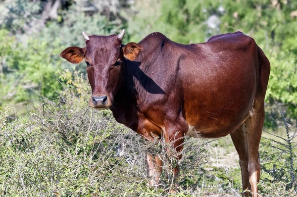 Zebu. — Fotografia de Stock