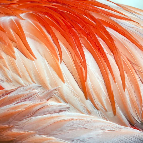 A closeup of bird feathers. — Stock Photo, Image