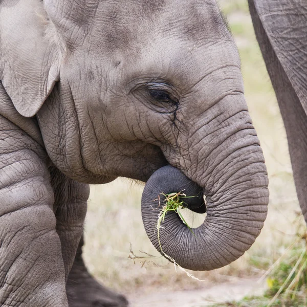 젊은 코끼리 — 스톡 사진