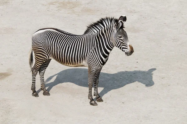 Zebra — Stockfoto