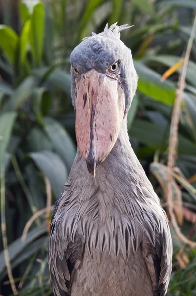 ハシビロコウ — ストック写真