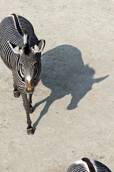 Zebra. — Fotografia de Stock