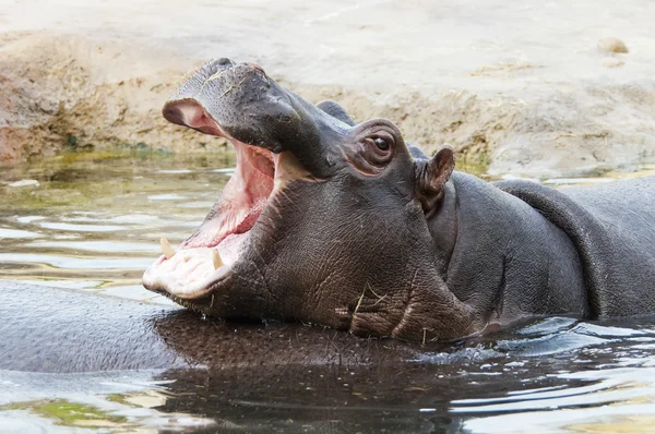 Hippo — Stock Photo, Image