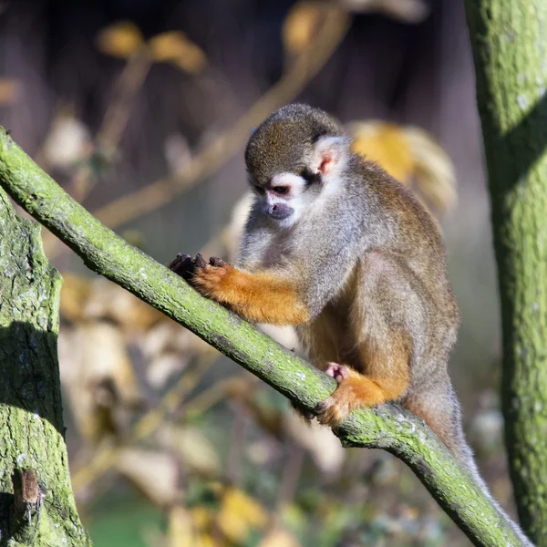 Common squirrel monkey — Stock Photo, Image