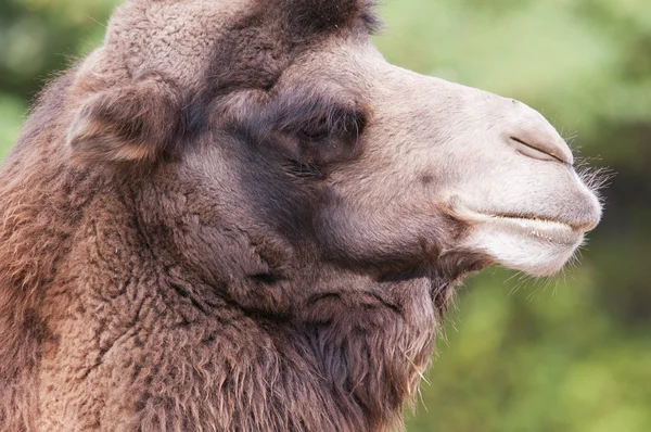 Bactrian camel — Stock Photo, Image