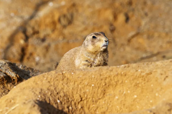 Black-tailed prairie dog — Stock Photo, Image