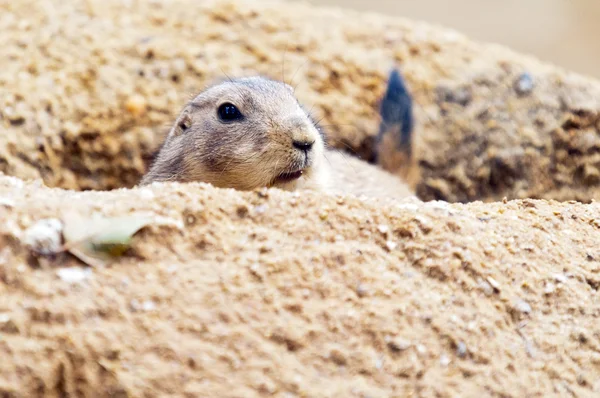 Black-tailed prairie dog — Stock Photo, Image