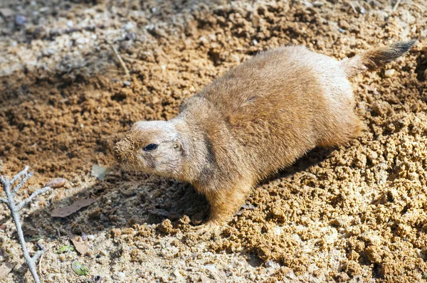 Perro de la pradera de cola negra —  Fotos de Stock